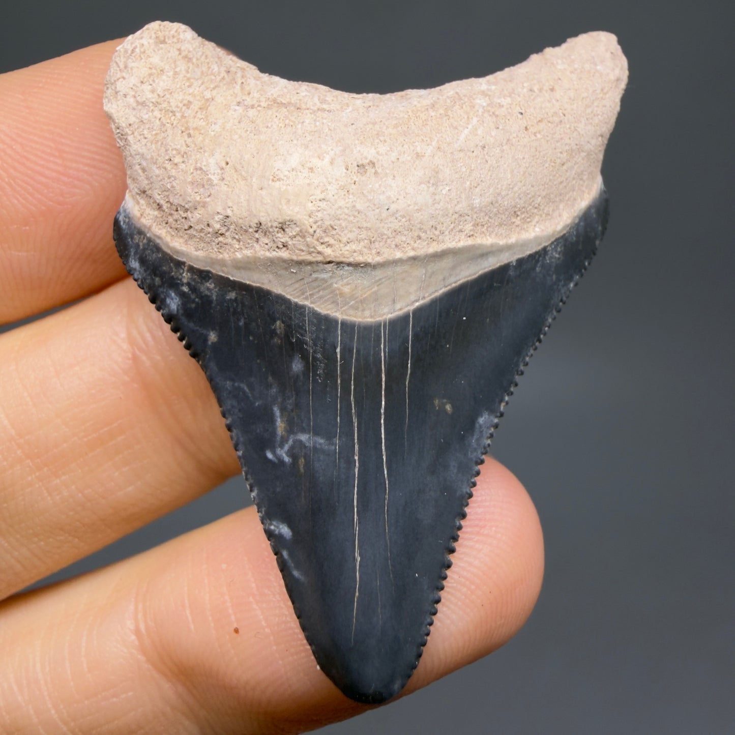 Front View Colorful, serrated 1.82" Fossil Megalodon Shark Tooth - Bone Valley, Florida CM6203 - 2