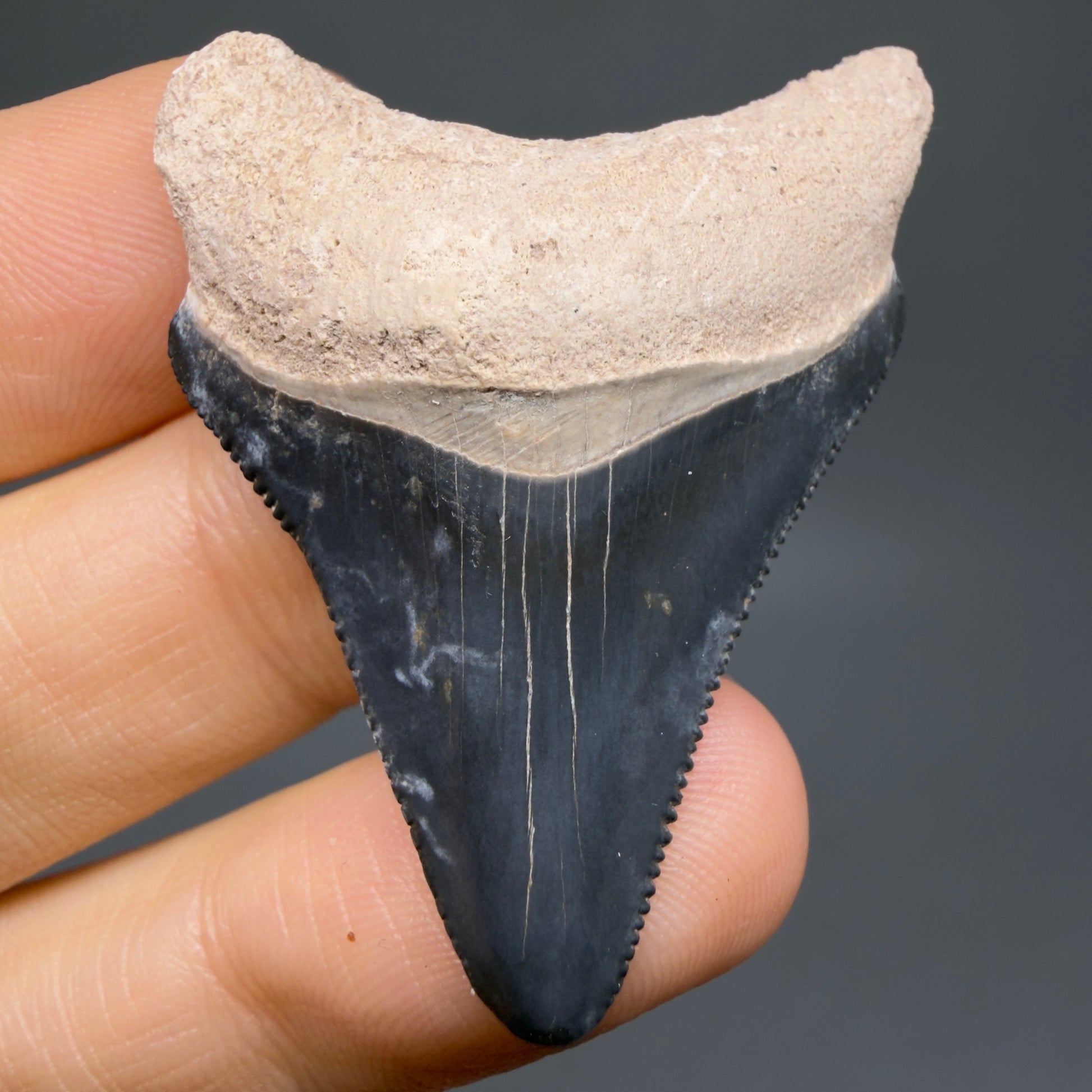 Front View Colorful, serrated 1.82" Fossil Megalodon Shark Tooth - Bone Valley, Florida CM6203 - 2