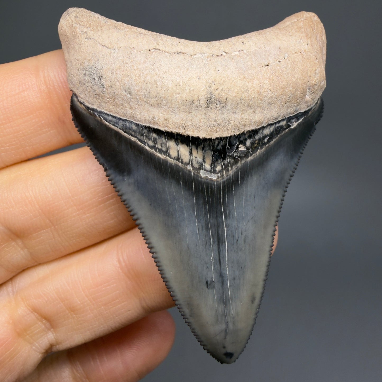Front View Heart-shaped 2.33" Fossil Megalodon Shark Tooth - Bone Valley, Florida CM6206 - 6