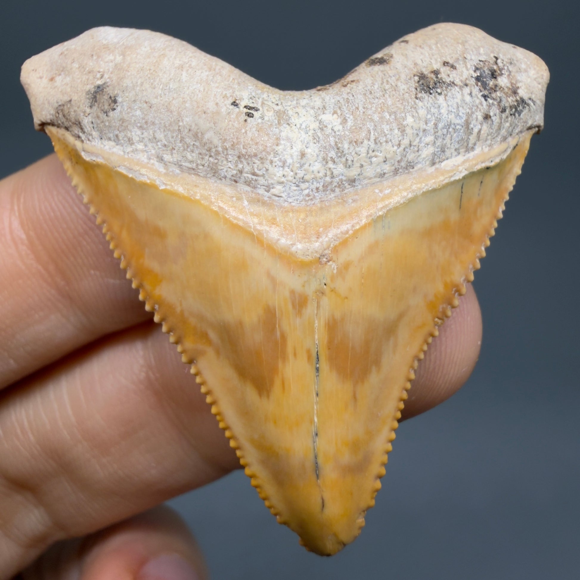 Front View Heart-shaped, anterior baby 1.59" Fossil Megalodon Shark Tooth - Bone Valley, Florida CM6204 - 5