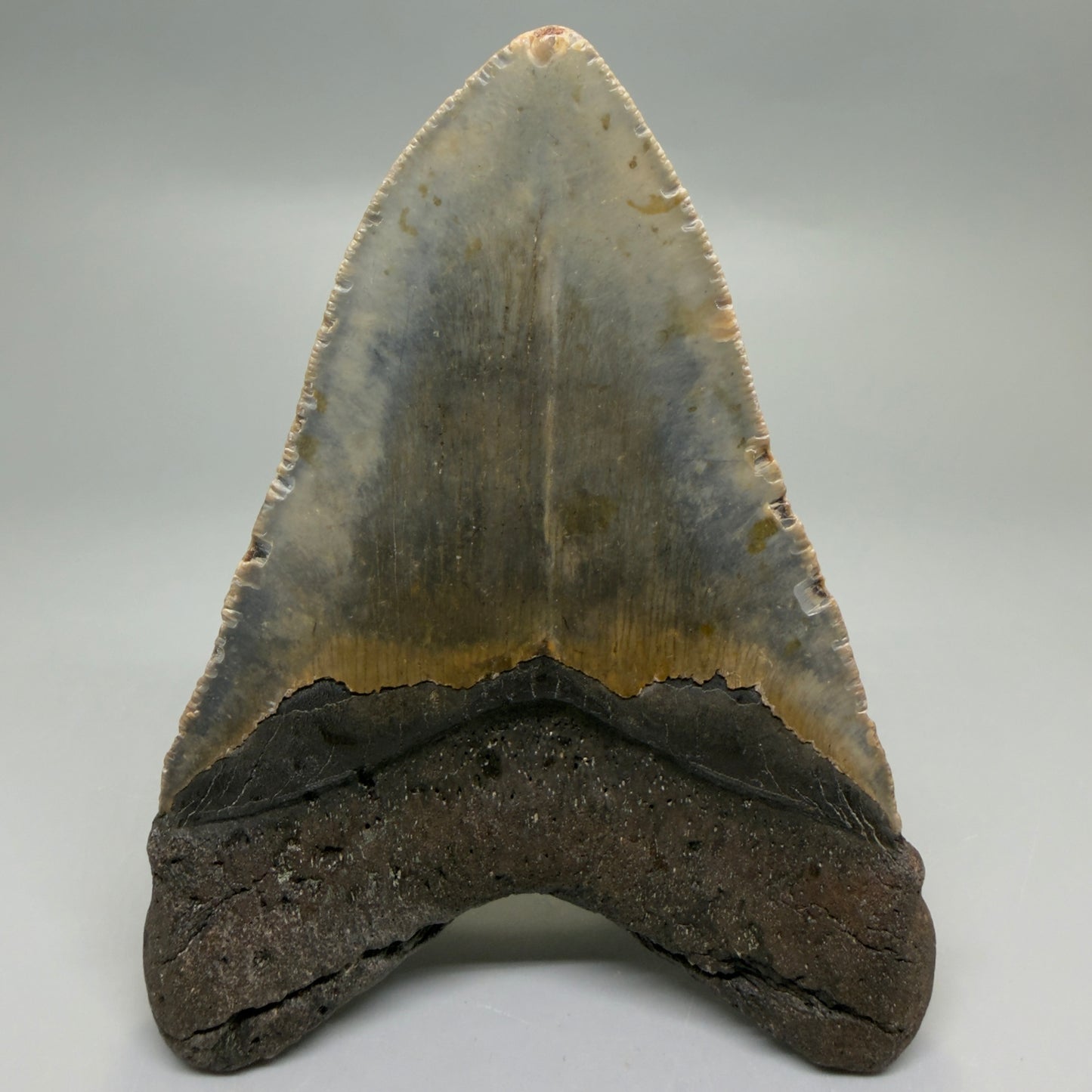 Back View Colorful 4.80" Authentic Megalodon Tooth – North Carolina Fossil | Carcharocles megalodon CM6234