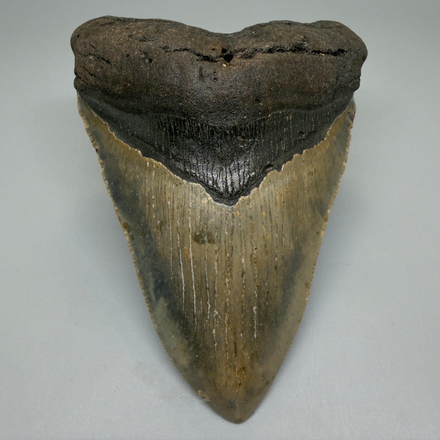 Front View Colorful 4.80" Authentic Megalodon Tooth – North Carolina Fossil | Carcharocles megalodon CM6234 - 1