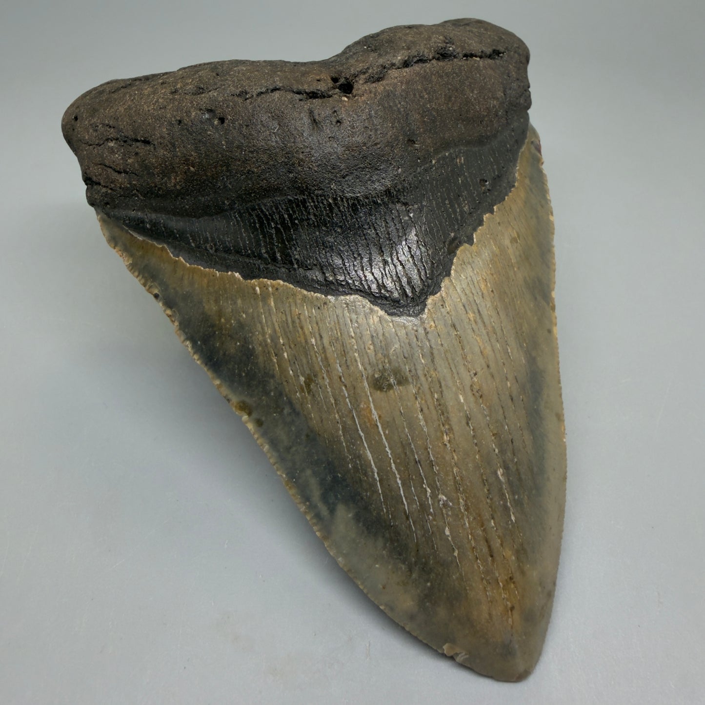 Front Left View Colorful 4.80" Authentic Megalodon Tooth – North Carolina Fossil | Carcharocles megalodon CM6234