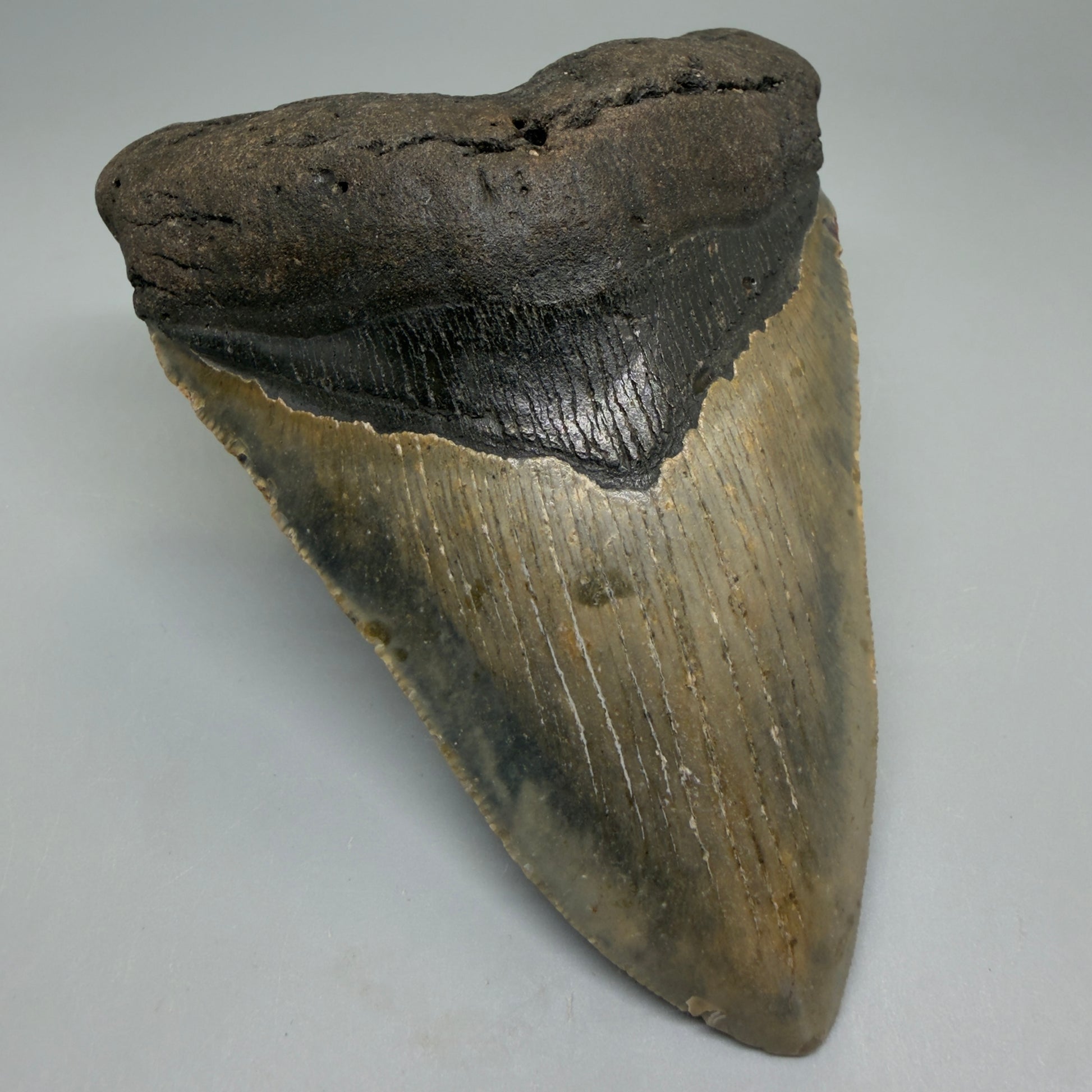 Front Left View Colorful 4.80" Authentic Megalodon Tooth – North Carolina Fossil | Carcharocles megalodon CM6234