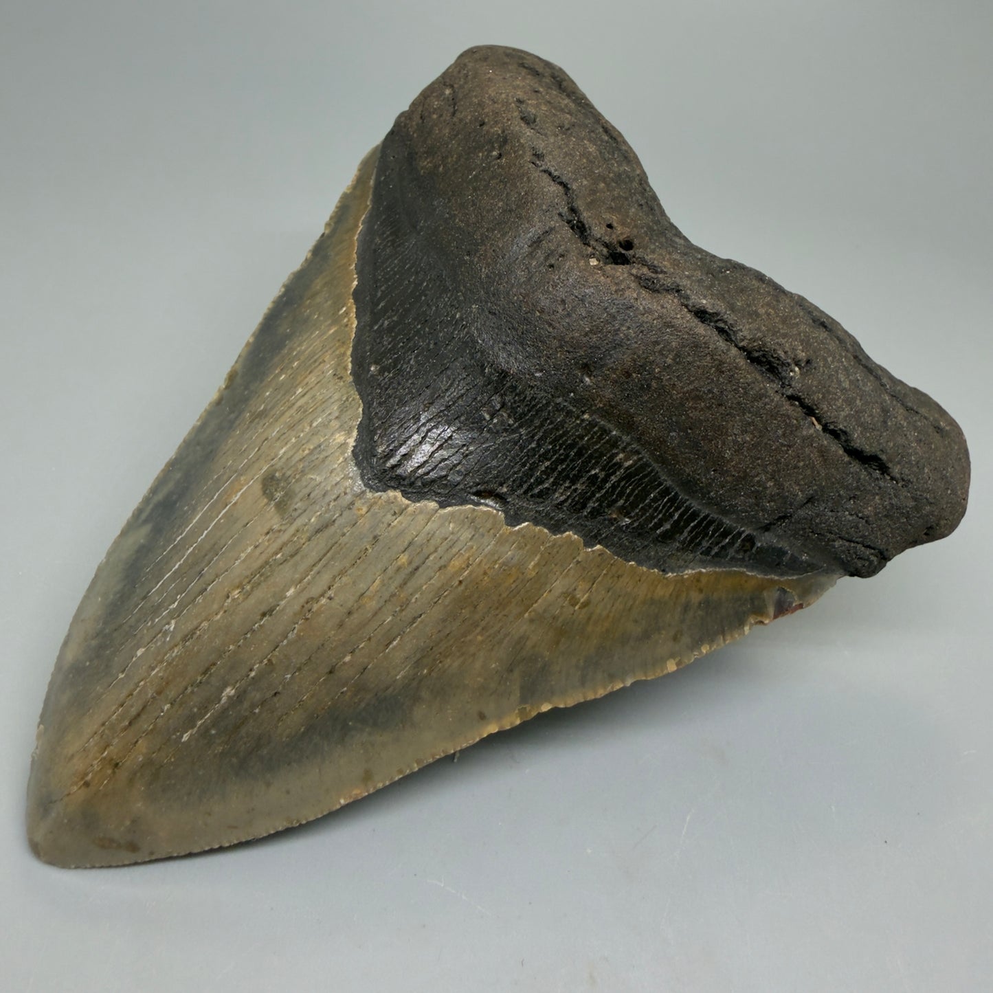 Front Right View Colorful 4.80" Authentic Megalodon Tooth – North Carolina Fossil | Carcharocles megalodon CM6234