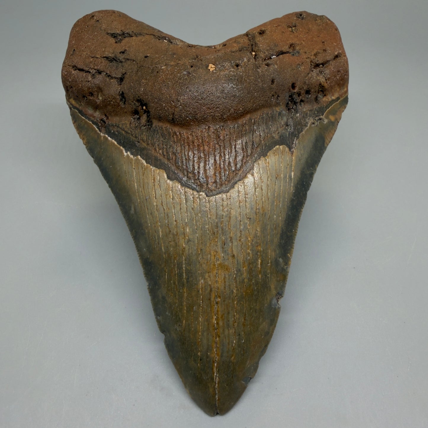Front View Heart-shaped 4.98" Authentic Megalodon Tooth – North Carolina Fossil | Carcharocles megalodon CM6235 - 1