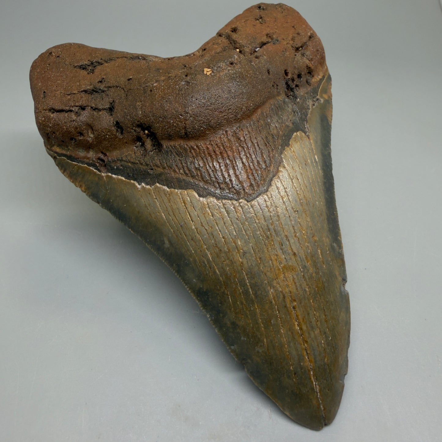 Front Left View Heart-shaped 4.98" Authentic Megalodon Tooth – North Carolina Fossil | Carcharocles megalodon CM6235