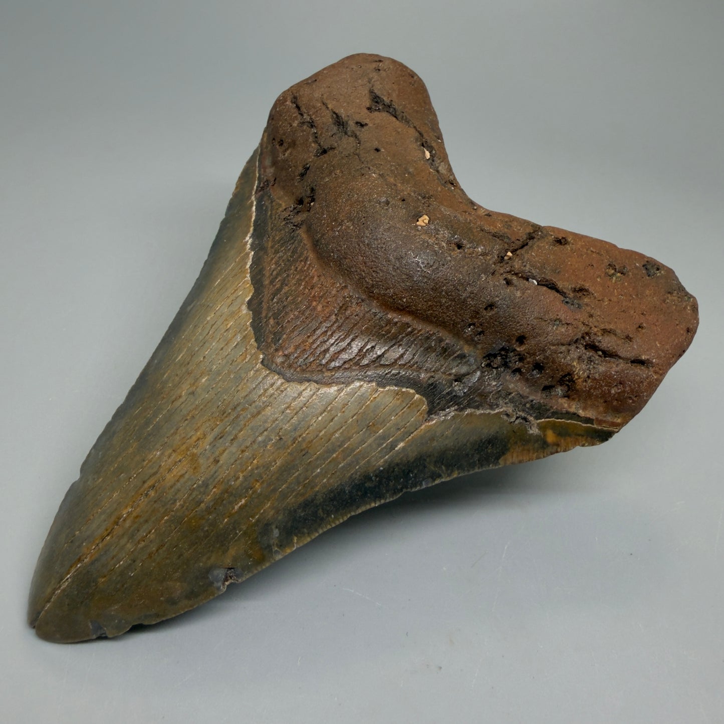 Front Right View Heart-shaped 4.98" Authentic Megalodon Tooth – North Carolina Fossil | Carcharocles megalodon CM6235