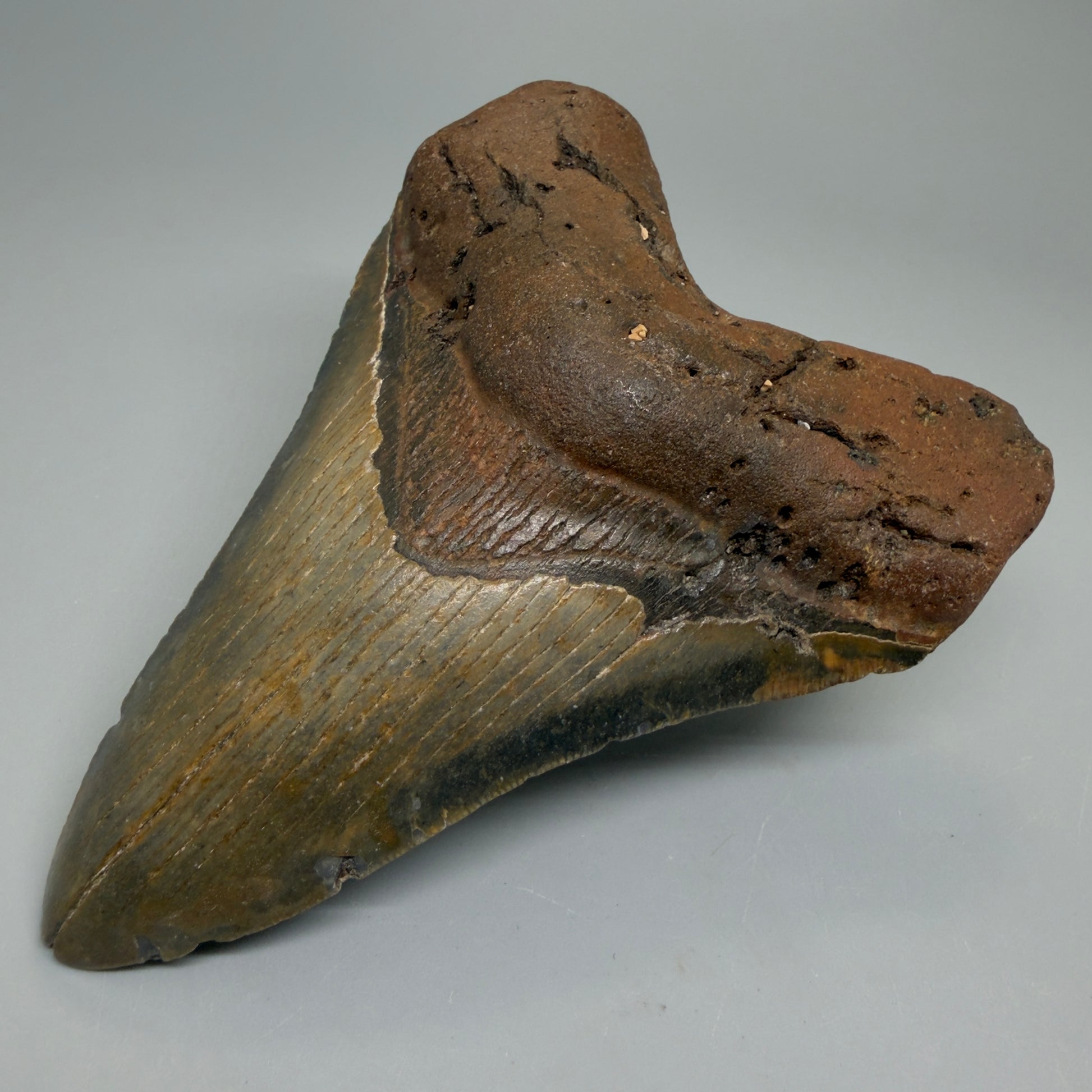 Front Right View Heart-shaped 4.98" Authentic Megalodon Tooth – North Carolina Fossil | Carcharocles megalodon CM6235