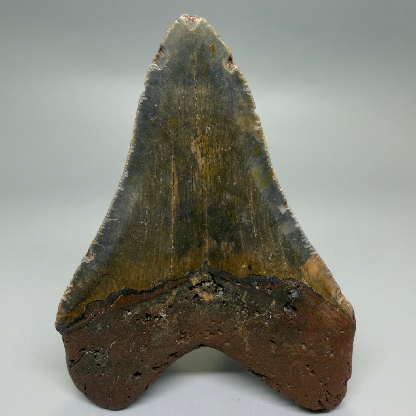 Back View Heart-shaped 4.98" Authentic Megalodon Tooth – North Carolina Fossil | Carcharocles megalodon CM6235
