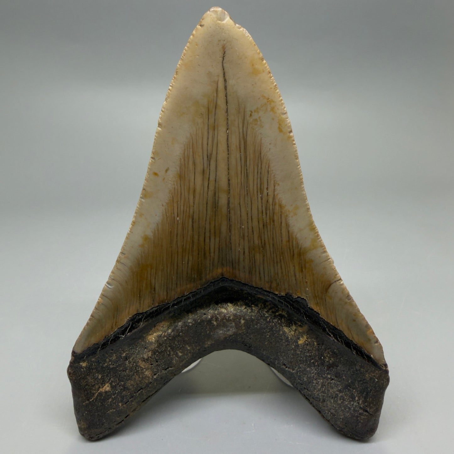 Back View Colorful Lower 4.74" Authentic Megalodon Tooth – North Carolina Fossil | Carcharocles megalodon CM6233
