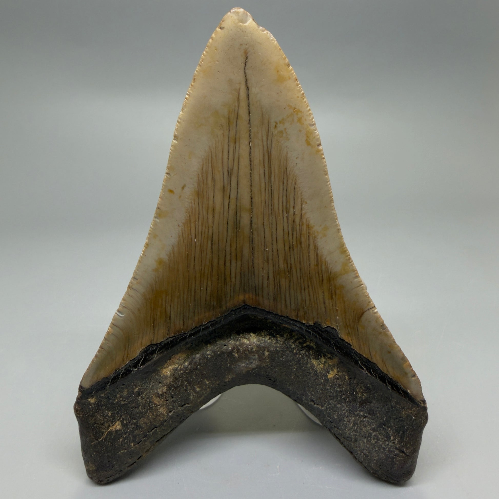Back View Colorful Lower 4.74" Authentic Megalodon Tooth – North Carolina Fossil | Carcharocles megalodon CM6233