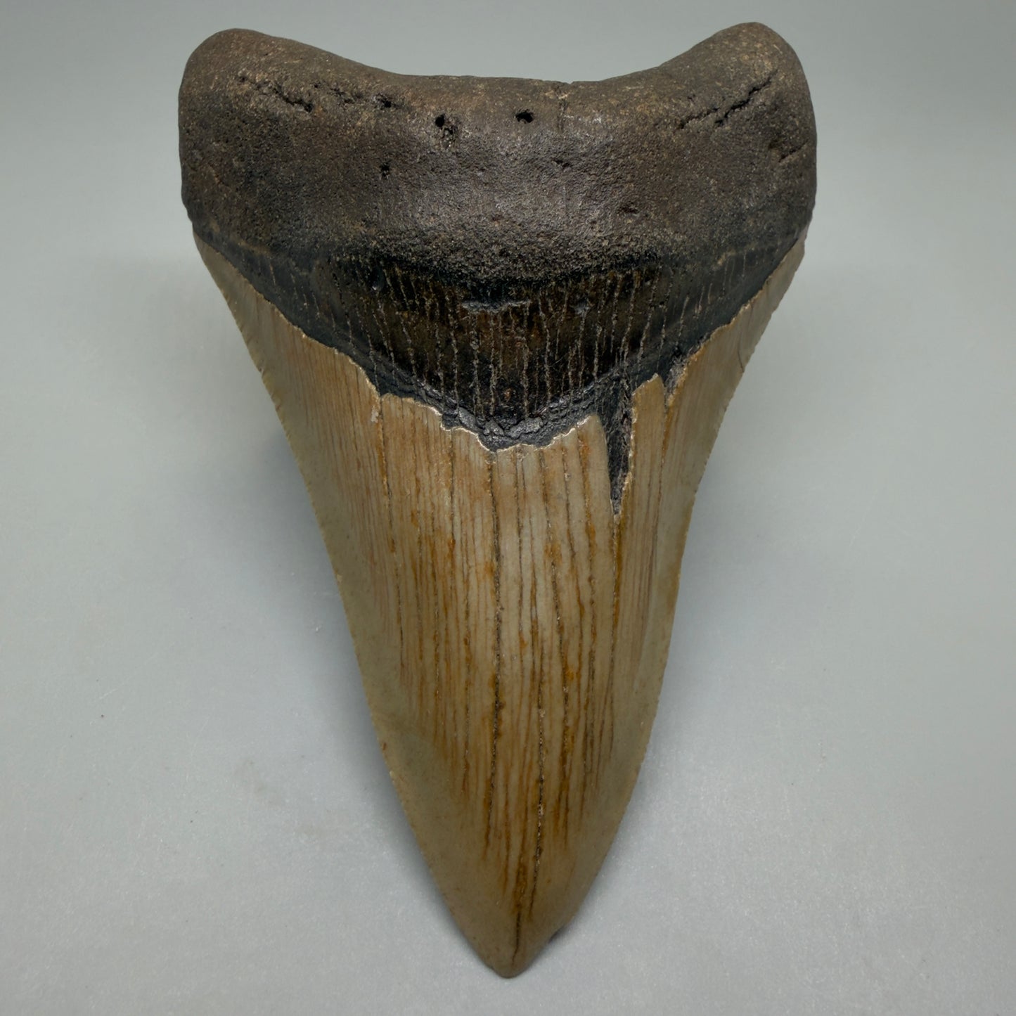 Front View Colorful Lower 4.74" Authentic Megalodon Tooth – North Carolina Fossil | Carcharocles megalodon CM6233 - 1
