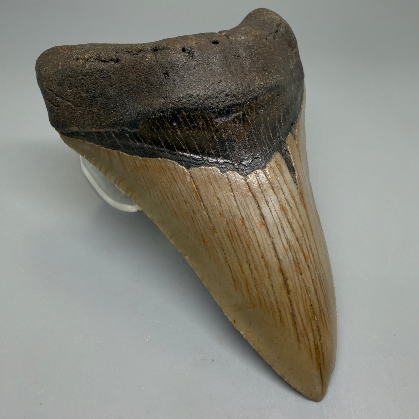 Front Left View Colorful Lower 4.74" Authentic Megalodon Tooth – North Carolina Fossil | Carcharocles megalodon CM6233