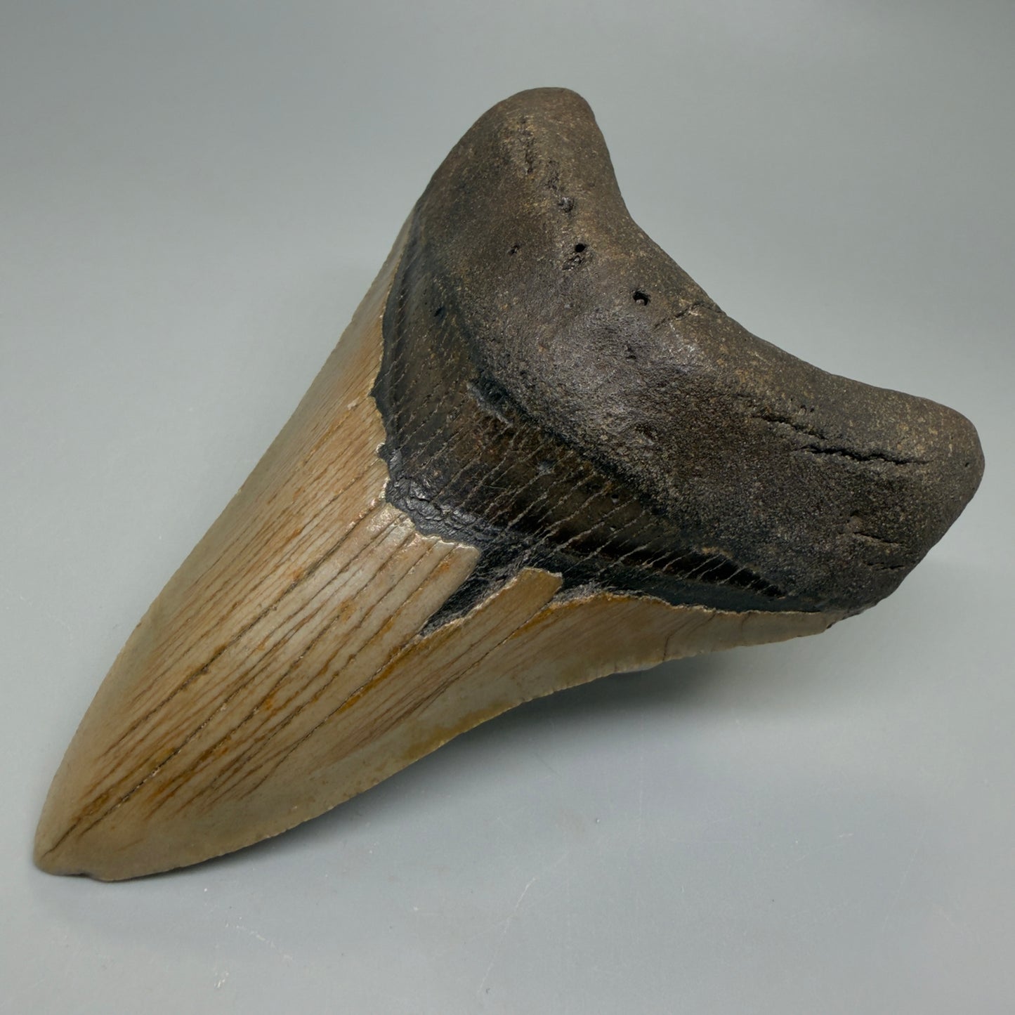 Front Right View Colorful Lower 4.74" Authentic Megalodon Tooth – North Carolina Fossil | Carcharocles megalodon CM6233