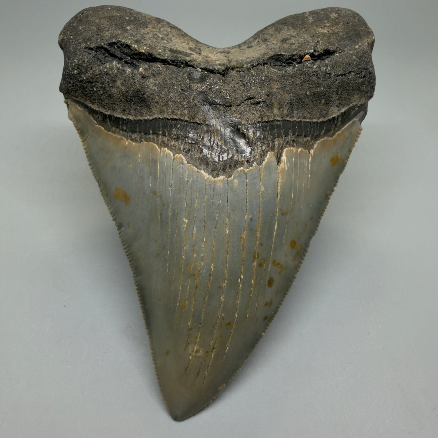 Front View Heart-shaped 4.74" Authentic Megalodon Tooth – North Carolina Fossil | Carcharocles megalodon CM6232 - 2
