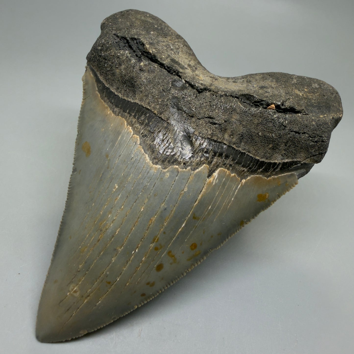 Front Right View Heart-shaped 4.74" Authentic Megalodon Tooth – North Carolina Fossil | Carcharocles megalodon CM6232