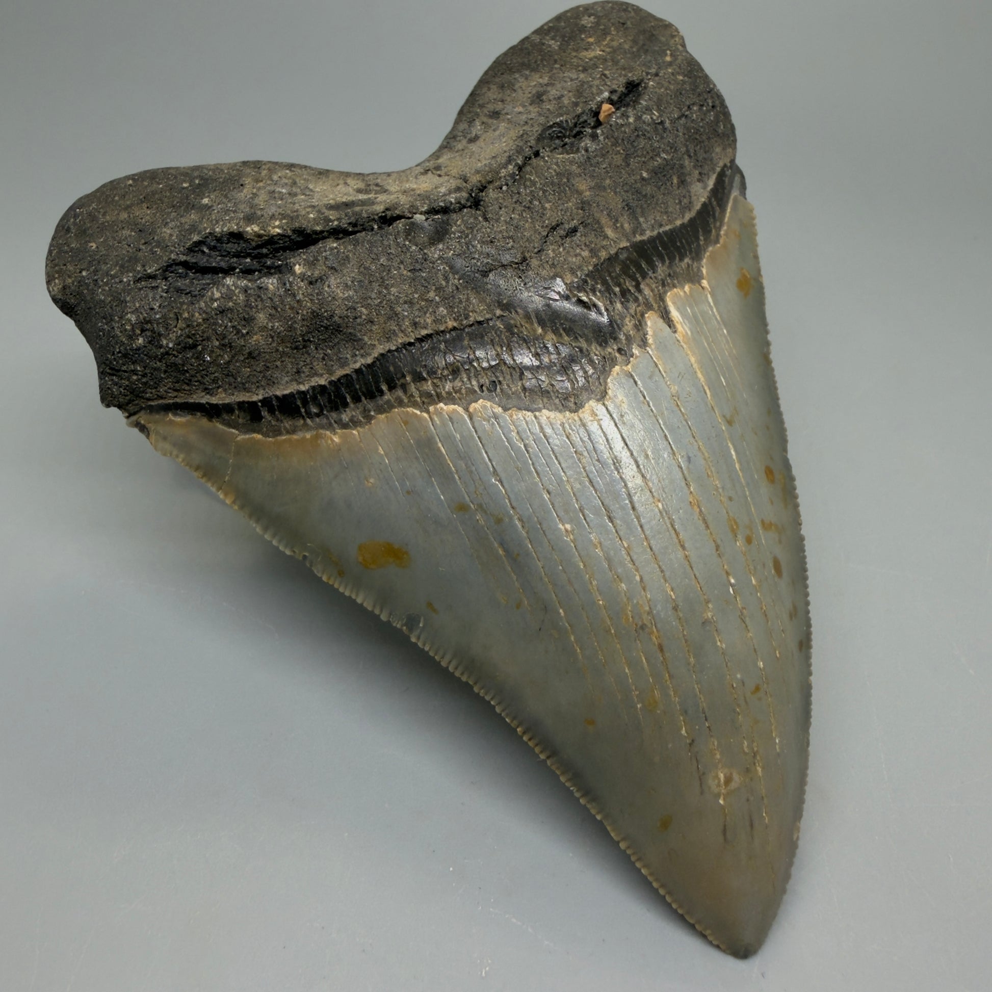 Front Left View Heart-shaped 4.74" Authentic Megalodon Tooth – North Carolina Fossil | Carcharocles megalodon CM6232