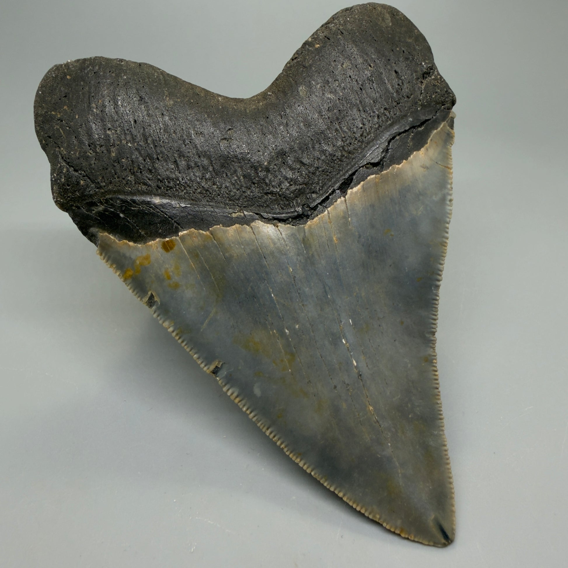 Back Left View Heart-shaped 4.74" Authentic Megalodon Tooth – North Carolina Fossil | Carcharocles megalodon CM6232