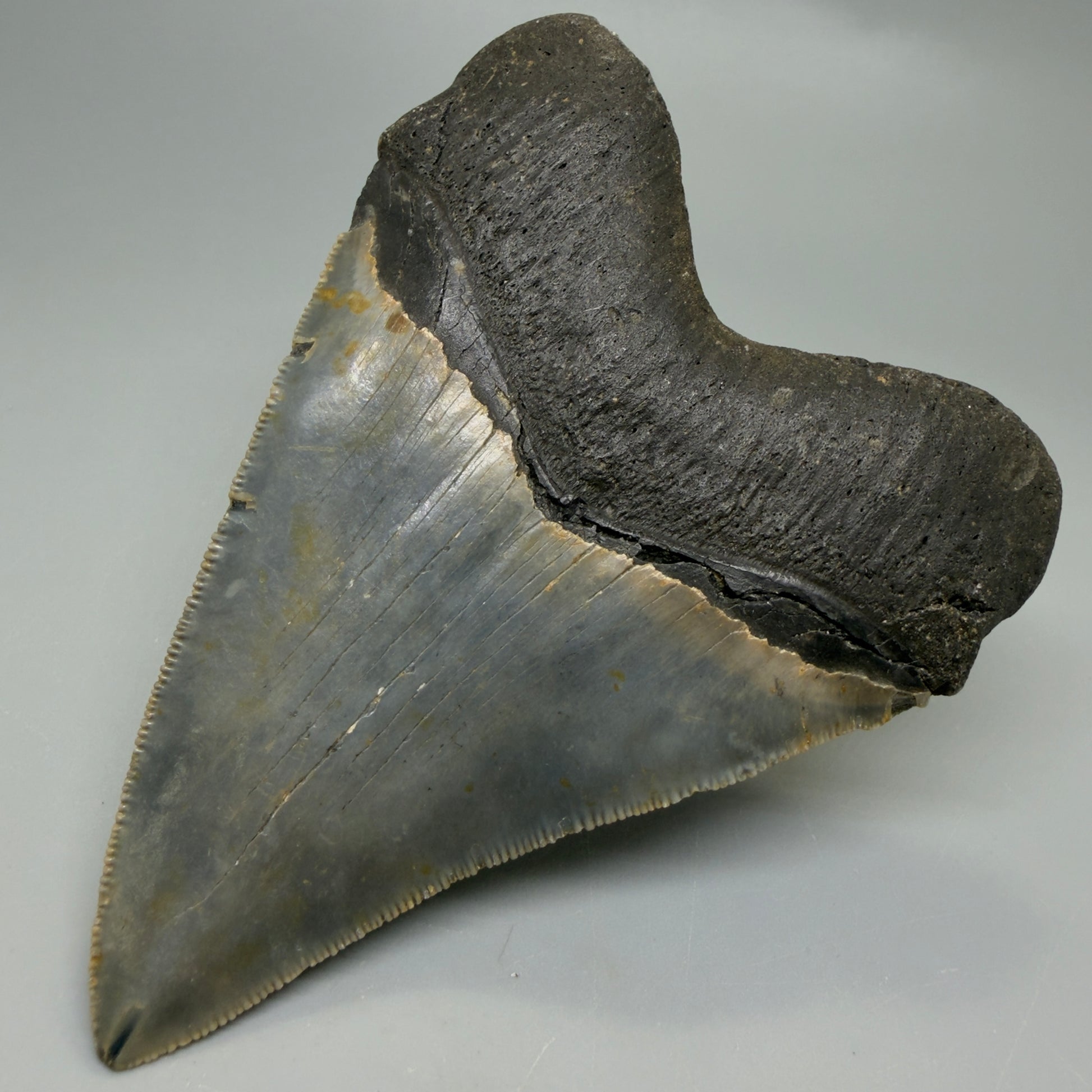 Back Right View Heart-shaped 4.74" Authentic Megalodon Tooth – North Carolina Fossil | Carcharocles megalodon CM6232