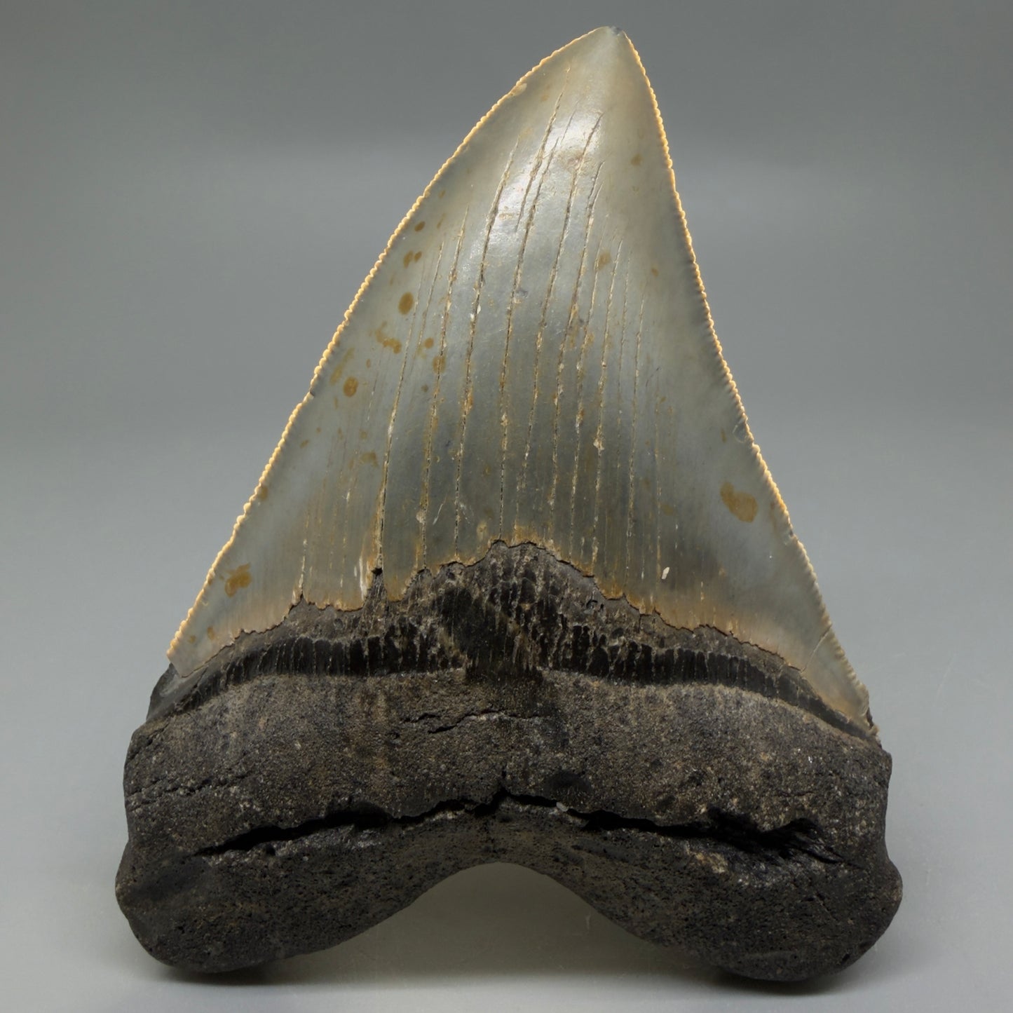 Front View Heart-shaped 4.74" Authentic Megalodon Tooth – North Carolina Fossil | Carcharocles megalodon CM6232 - 1