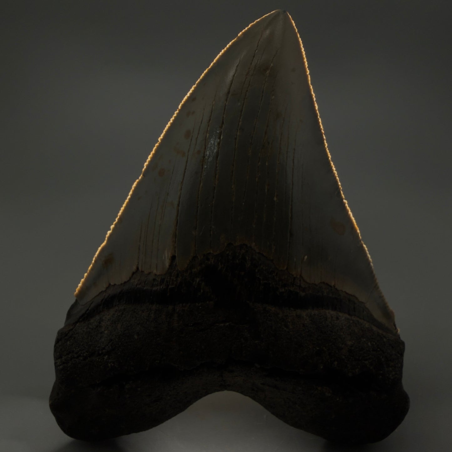Front View Heart-shaped 4.74" Authentic Megalodon Tooth – North Carolina Fossil | Carcharocles megalodon CM6232 - 3