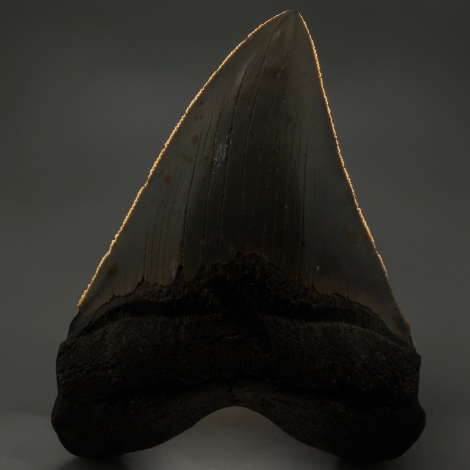 Front View Heart-shaped 4.74" Authentic Megalodon Tooth – North Carolina Fossil | Carcharocles megalodon CM6232 - 3