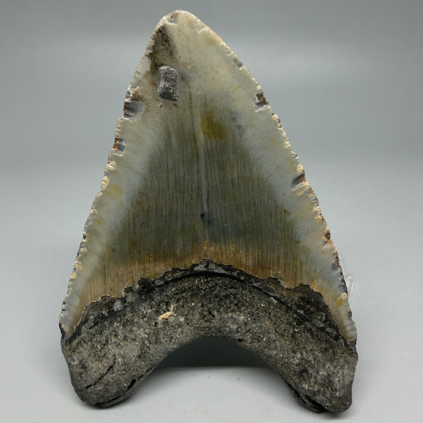 Back View Heart-shaped 4.41" Authentic Megalodon Tooth – North Carolina Fossil | Carcharocles megalodon CM6229