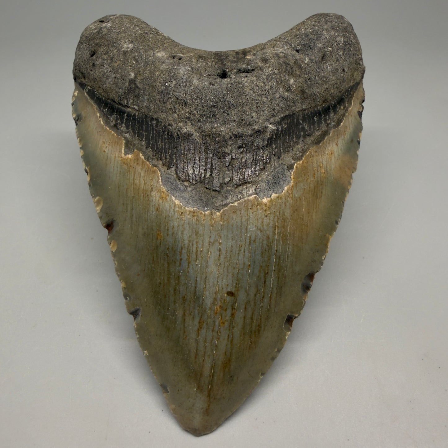 Front View Heart-shaped 4.41" Authentic Megalodon Tooth – North Carolina Fossil | Carcharocles megalodon CM6229 - 1