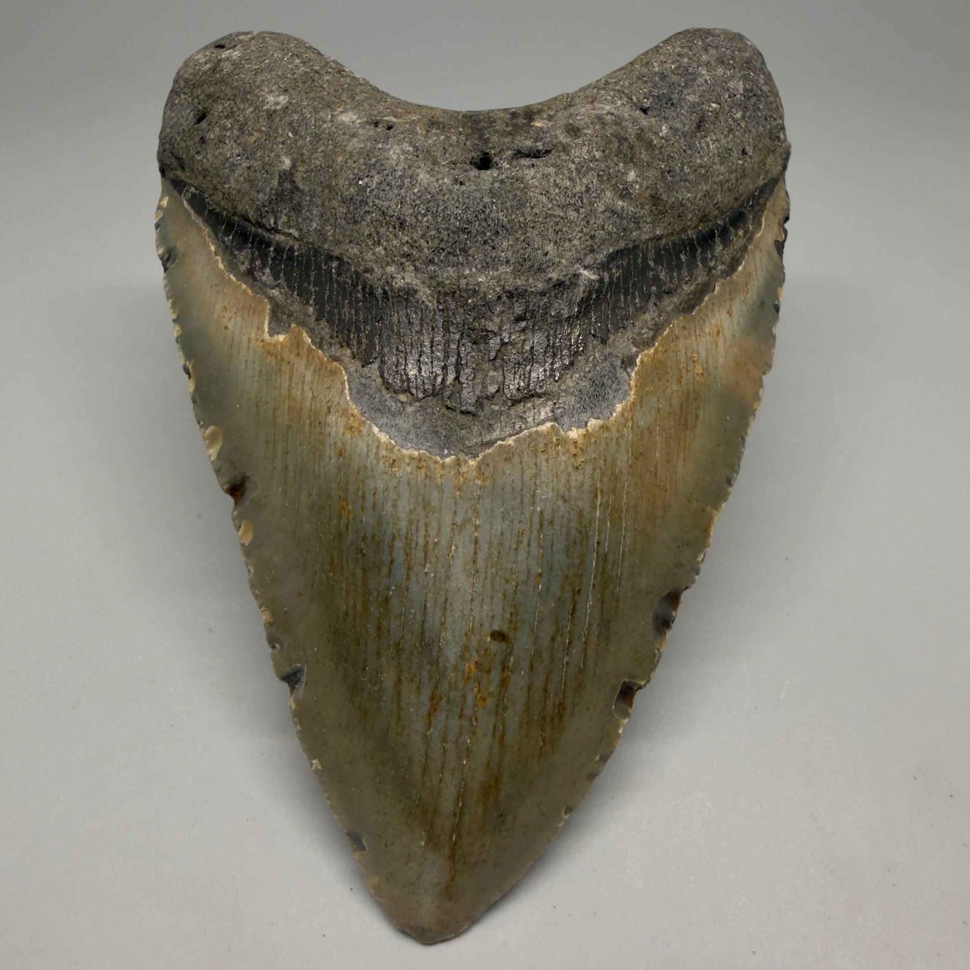 Front View Heart-shaped 4.41" Authentic Megalodon Tooth – North Carolina Fossil | Carcharocles megalodon CM6229 - 1