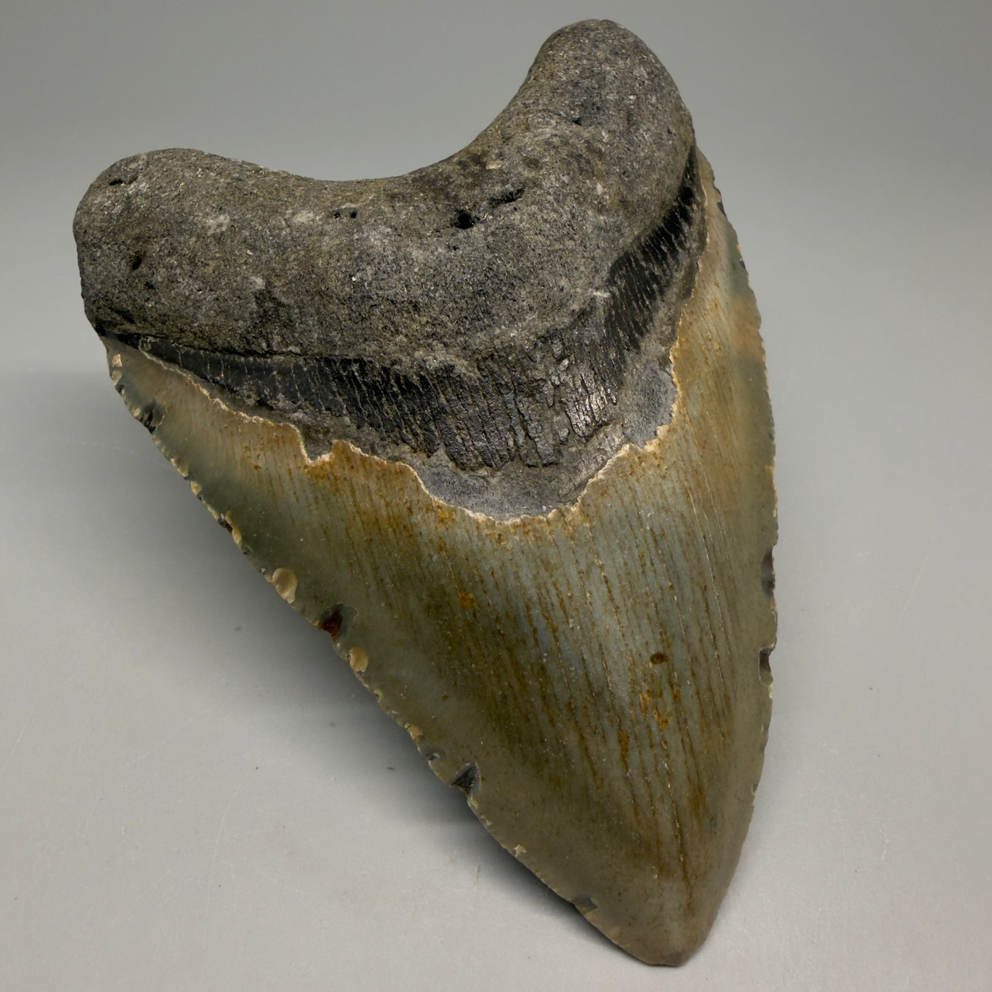 Front Left View Heart-shaped 4.41" Authentic Megalodon Tooth – North Carolina Fossil | Carcharocles megalodon CM6229