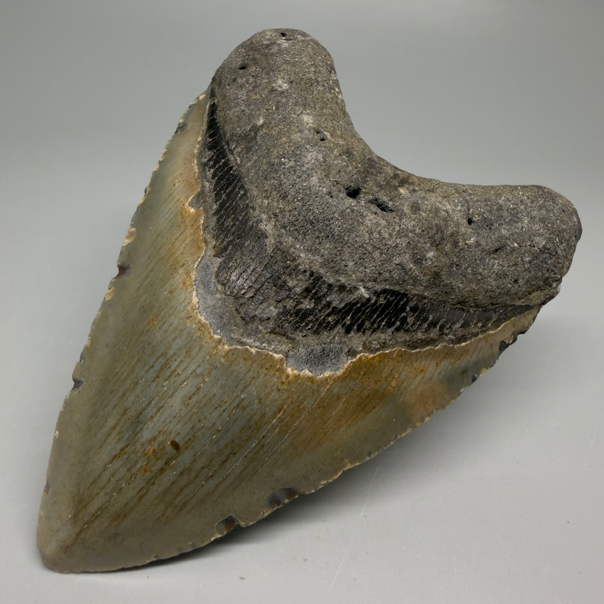 Front Right View Heart-shaped 4.41" Authentic Megalodon Tooth – North Carolina Fossil | Carcharocles megalodon CM6229