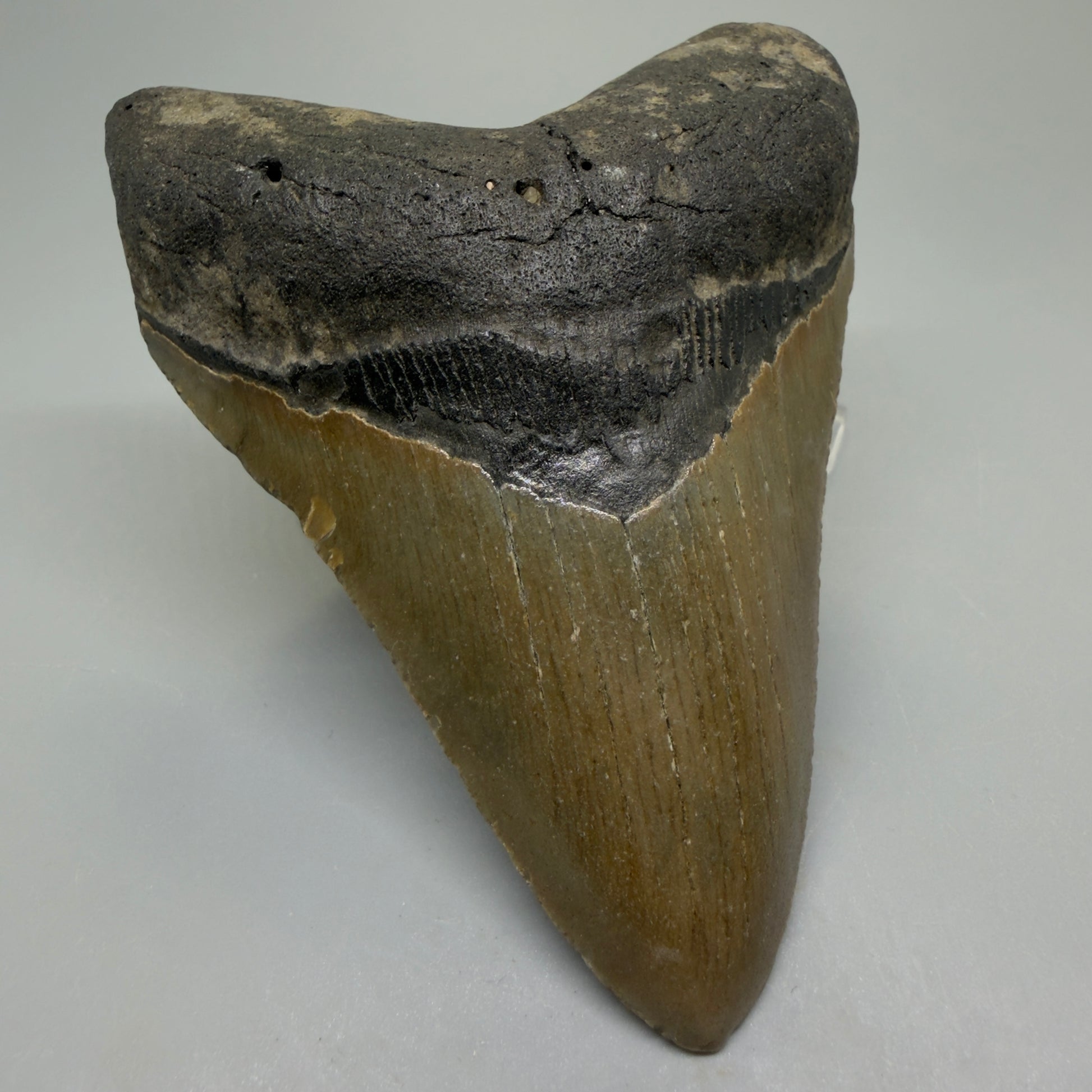 Front Left View Colorful 4.19" Authentic Megalodon Tooth – North Carolina Fossil | Carcharocles megalodon CM6228