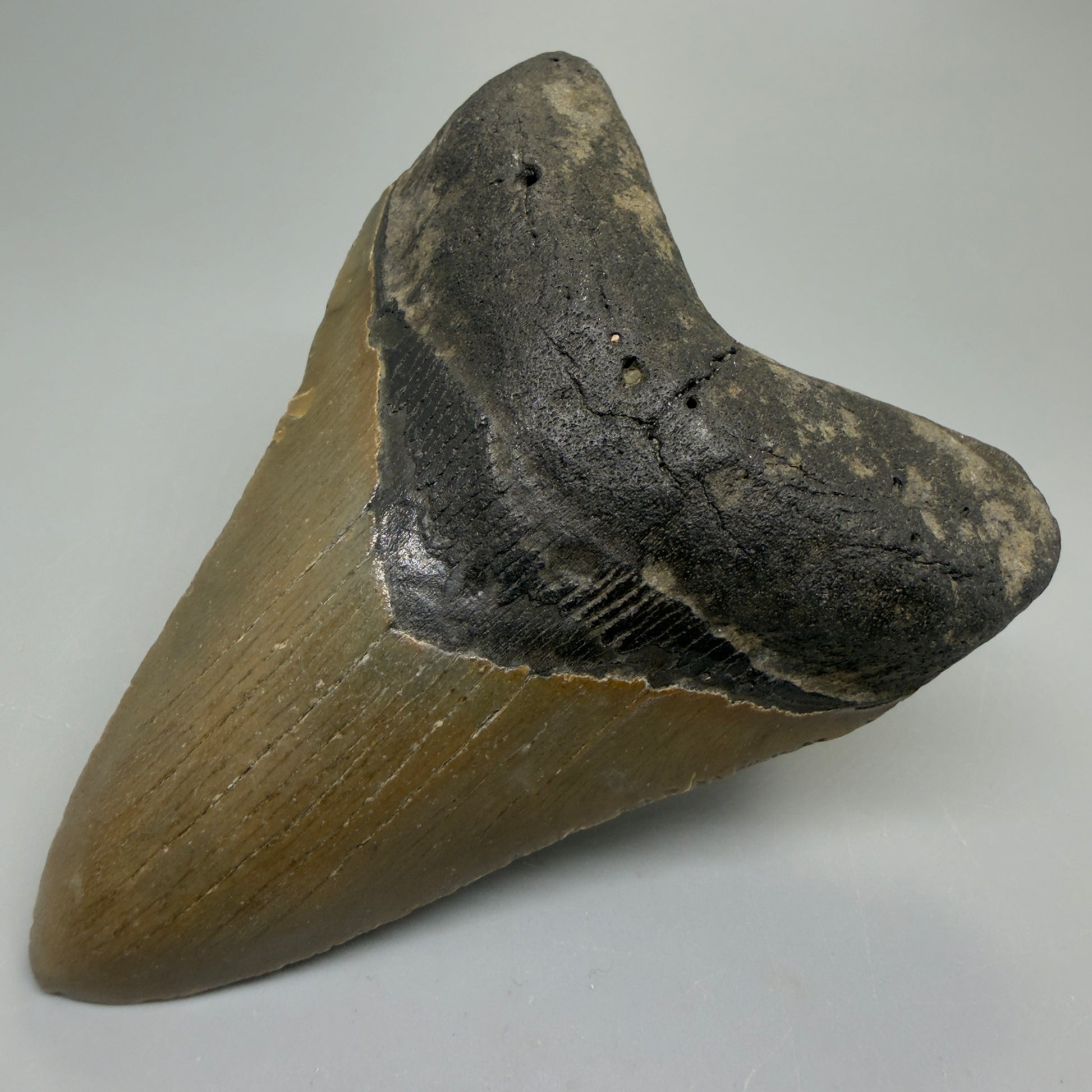 Front Right View Colorful 4.19" Authentic Megalodon Tooth – North Carolina Fossil | Carcharocles megalodon CM6228
