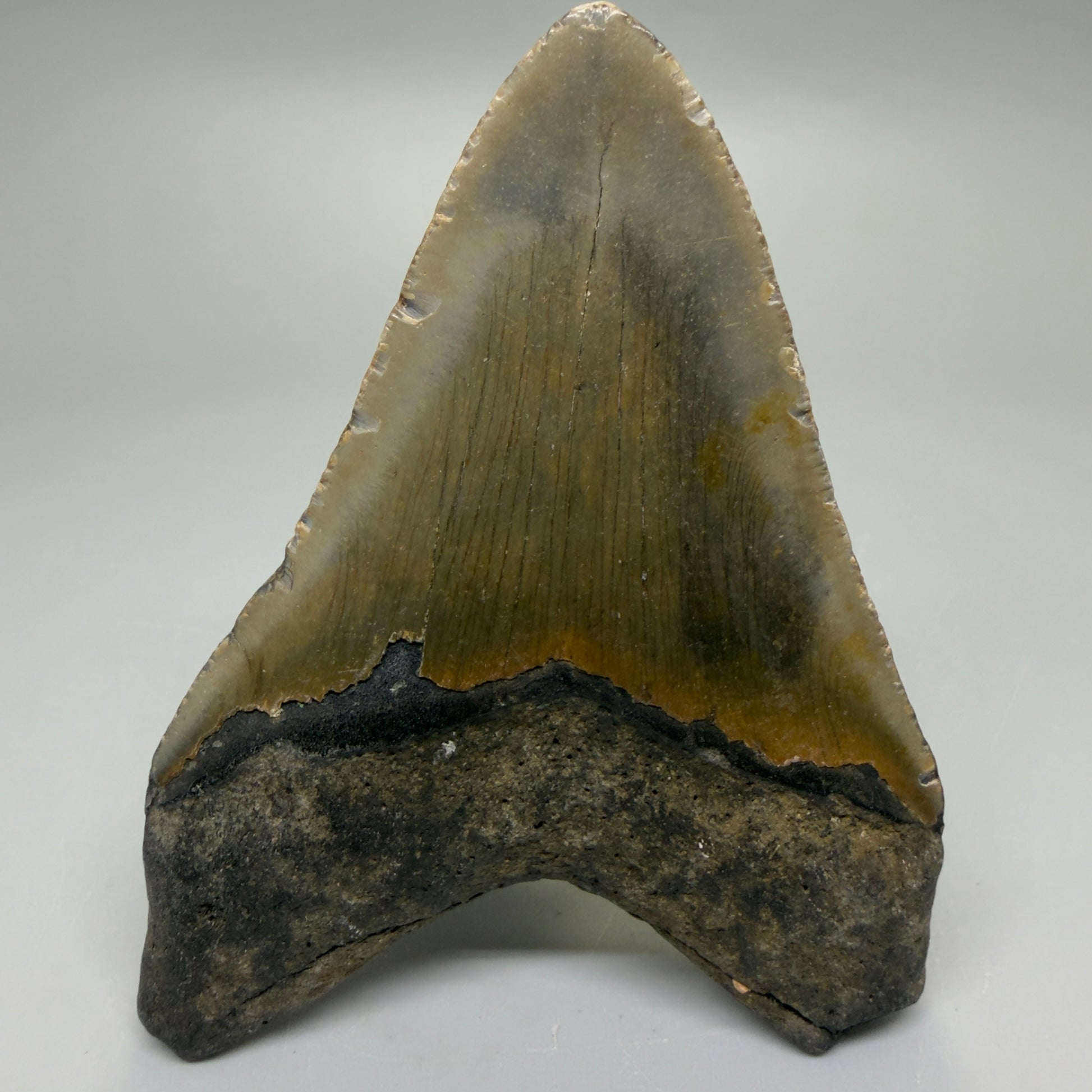 Back View Colorful 4.19" Authentic Megalodon Tooth – North Carolina Fossil | Carcharocles megalodon CM6228