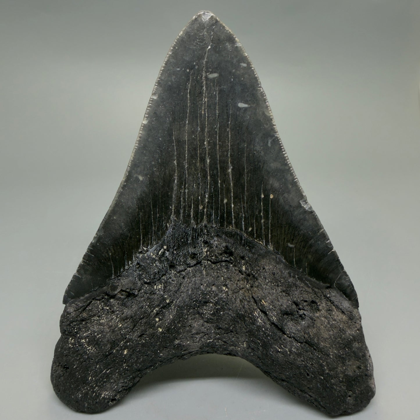 Back View Dark colors 4.64" Authentic Megalodon Tooth – North Carolina Fossil | Carcharocles megalodon CM6231