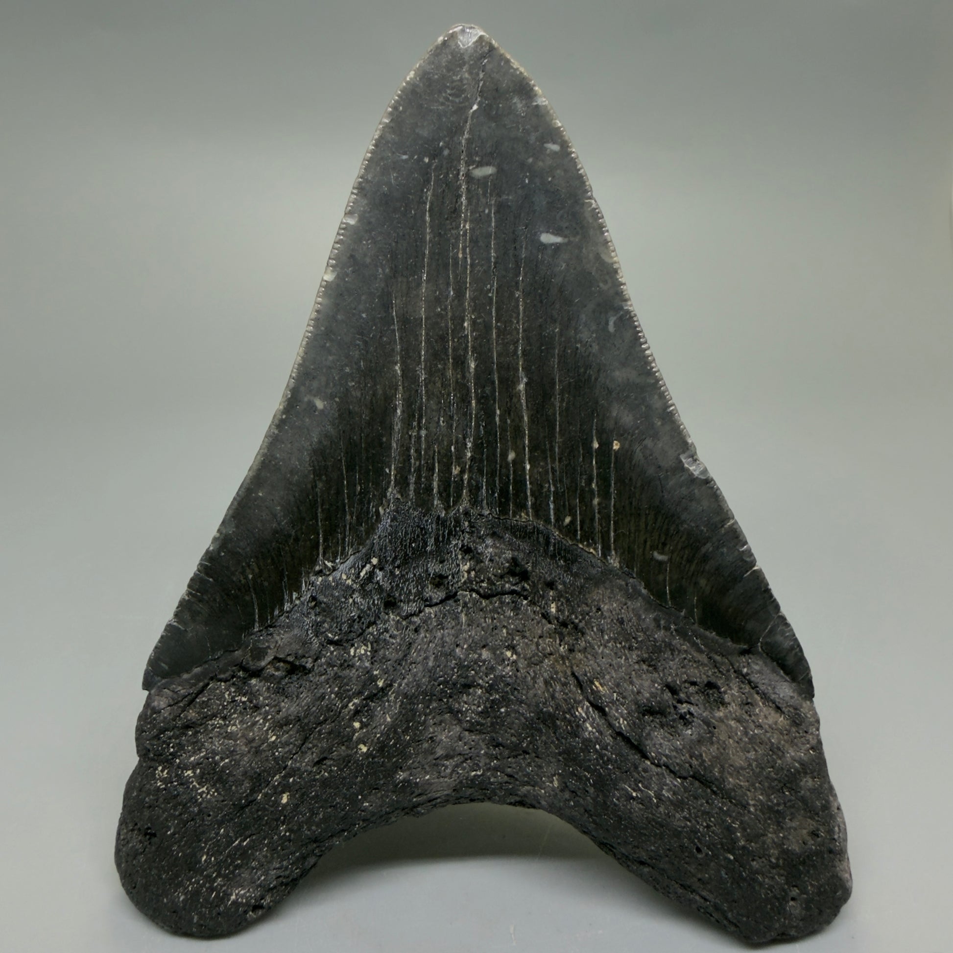 Back View Dark colors 4.64" Authentic Megalodon Tooth – North Carolina Fossil | Carcharocles megalodon CM6231