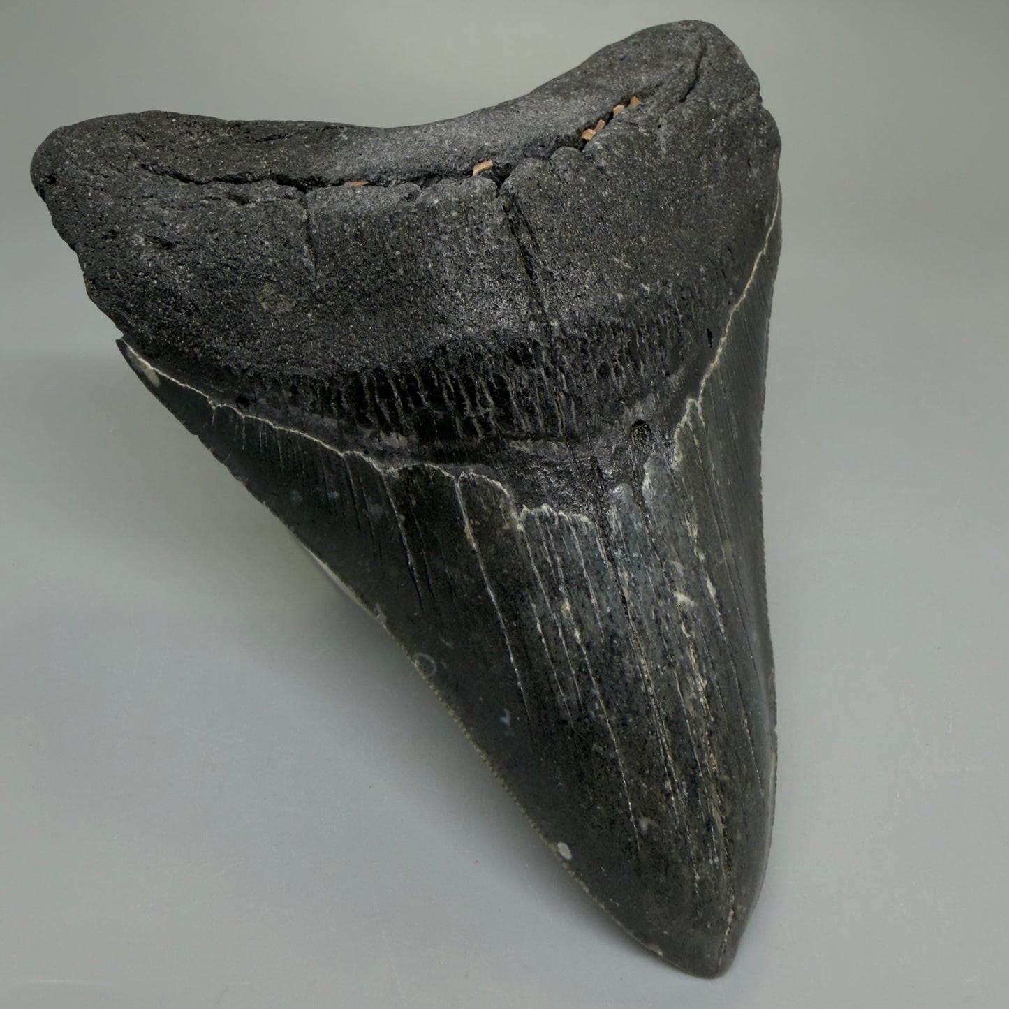 Front Left View Dark colors 4.64" Authentic Megalodon Tooth – North Carolina Fossil | Carcharocles megalodon CM6231