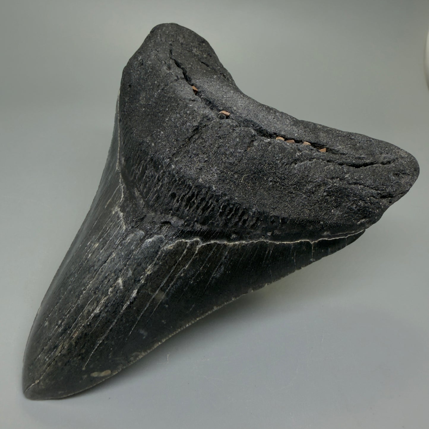 Front Right View Dark colors 4.64" Authentic Megalodon Tooth – North Carolina Fossil | Carcharocles megalodon CM6231