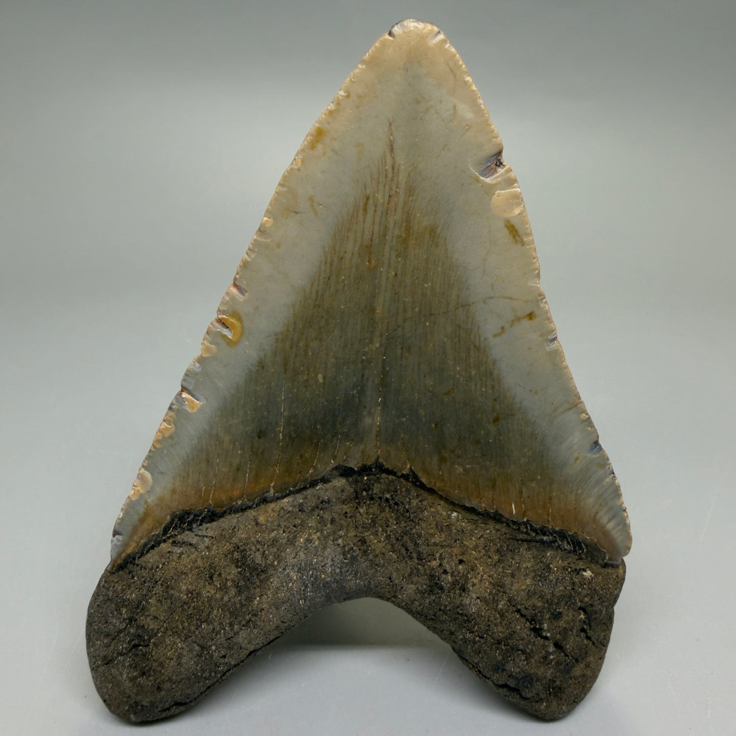 Back View Heart-shaped 4.15" Authentic Megalodon Tooth – North Carolina Fossil | Carcharocles megalodon CM6227