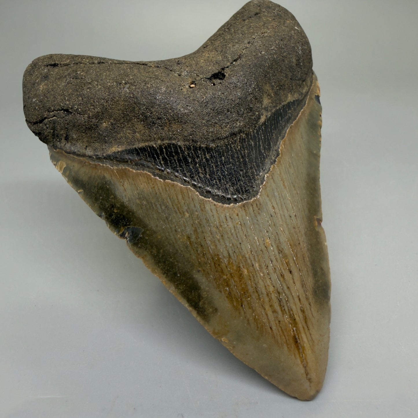 Front Left View Heart-shaped 4.15" Authentic Megalodon Tooth – North Carolina Fossil | Carcharocles megalodon CM6227