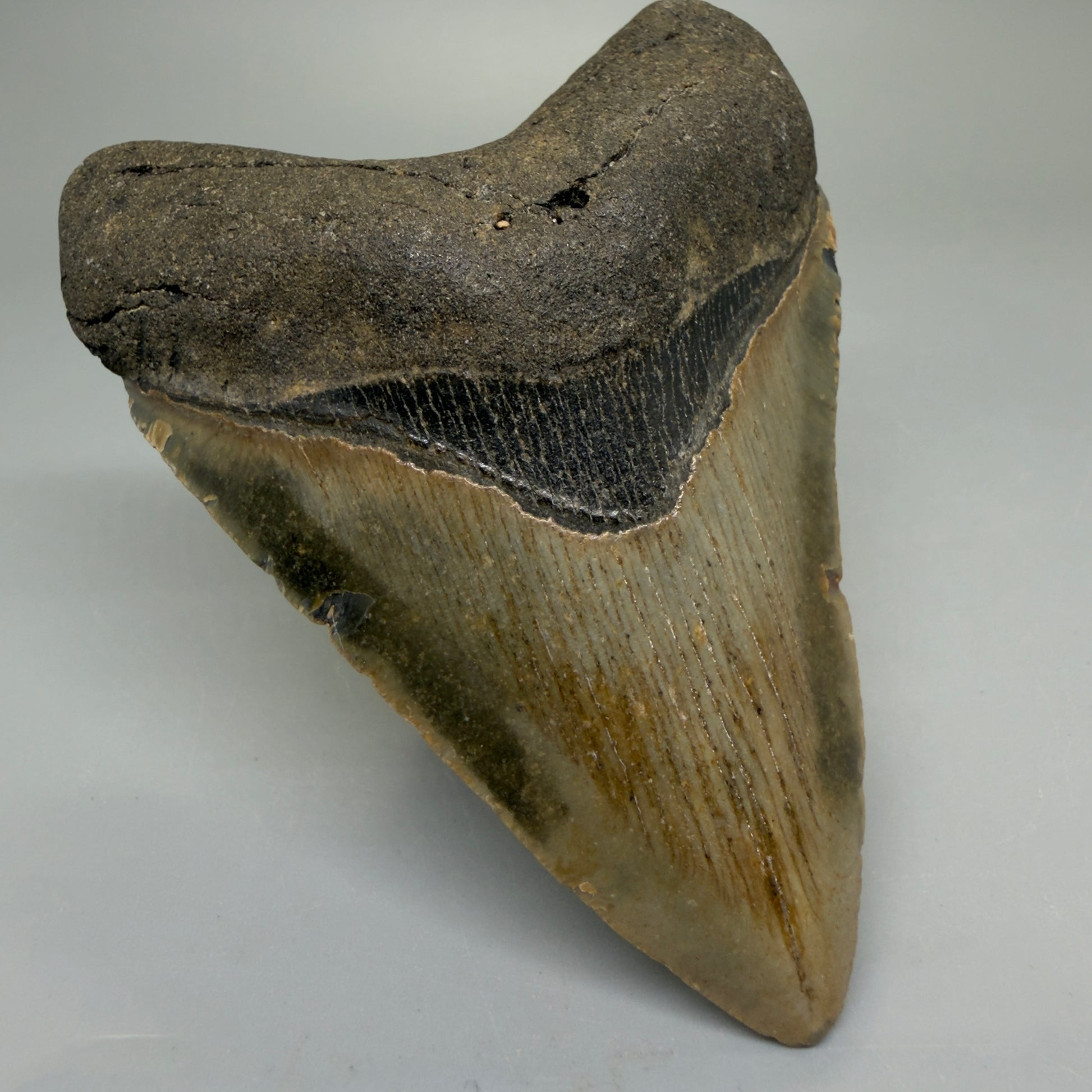 Front Left View Heart-shaped 4.15" Authentic Megalodon Tooth – North Carolina Fossil | Carcharocles megalodon CM6227