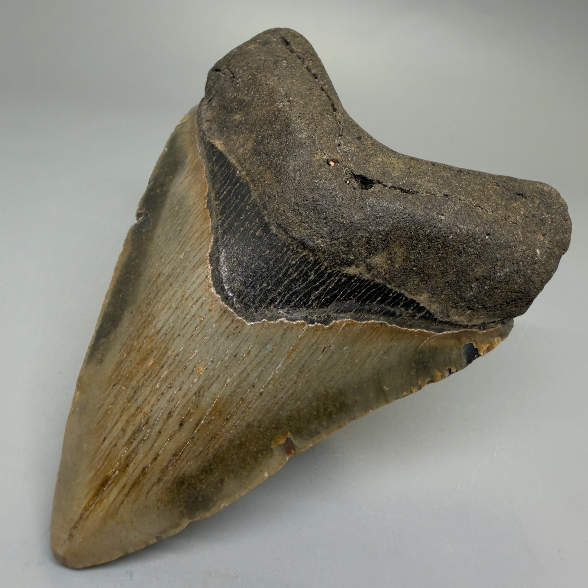 Front Right View Heart-shaped 4.15" Authentic Megalodon Tooth – North Carolina Fossil | Carcharocles megalodon CM6227