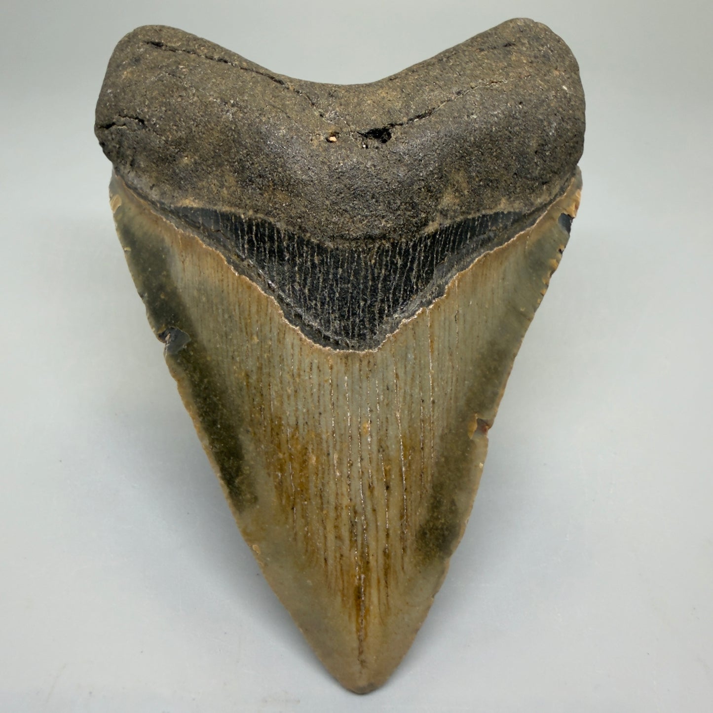 Front View Heart-shaped 4.15" Authentic Megalodon Tooth – North Carolina Fossil | Carcharocles megalodon CM6227 - 1