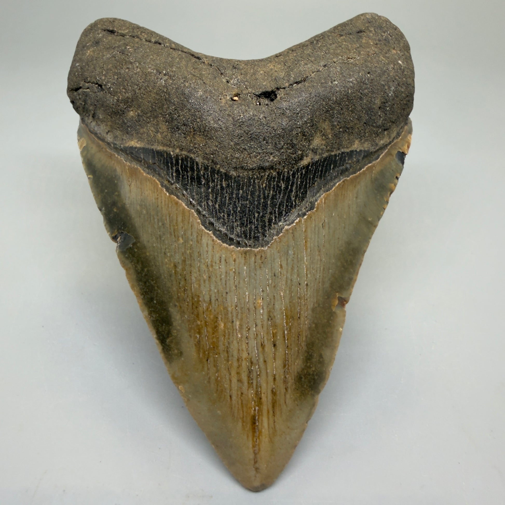Front View Heart-shaped 4.15" Authentic Megalodon Tooth – North Carolina Fossil | Carcharocles megalodon CM6227 - 1