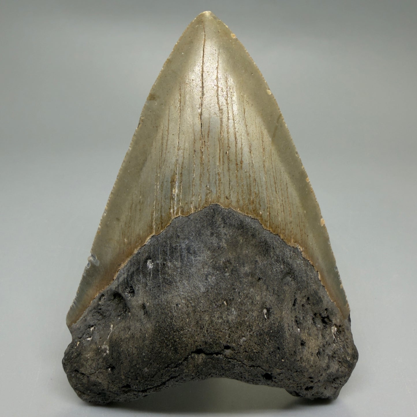 Front View Heart-shaped 4.00" Authentic Megalodon Tooth – North Carolina Fossil | Carcharocles megalodon CM6226 - 1