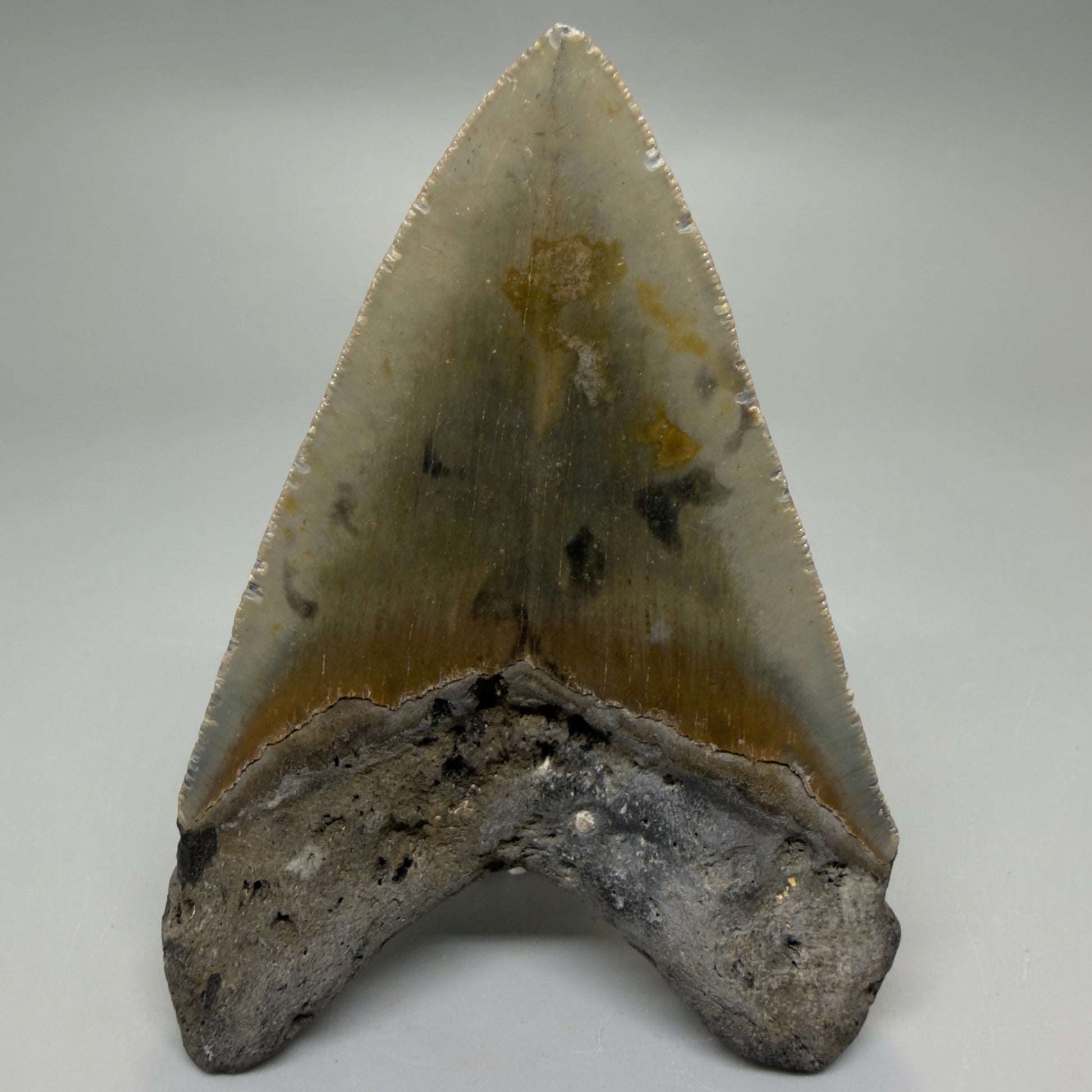 Back View Heart-shaped 4.00" Authentic Megalodon Tooth – North Carolina Fossil | Carcharocles megalodon CM6226