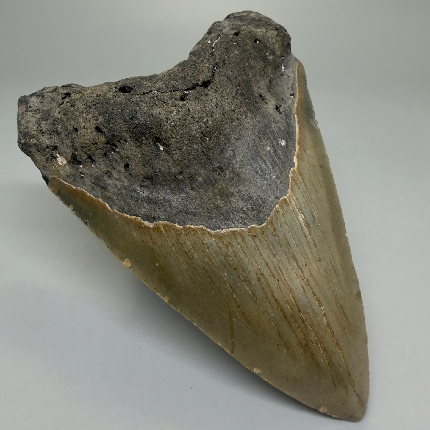 Front Left View Heart-shaped 4.00" Authentic Megalodon Tooth – North Carolina Fossil | Carcharocles megalodon CM6226