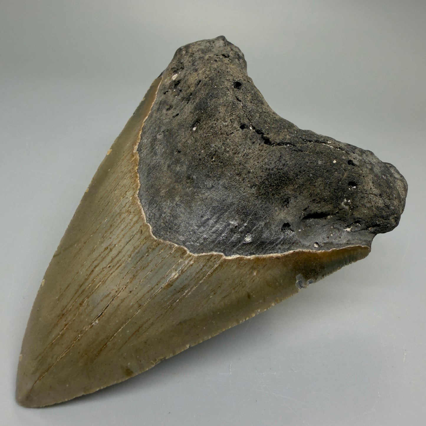 Front Right View Heart-shaped 4.00" Authentic Megalodon Tooth – North Carolina Fossil | Carcharocles megalodon CM6226