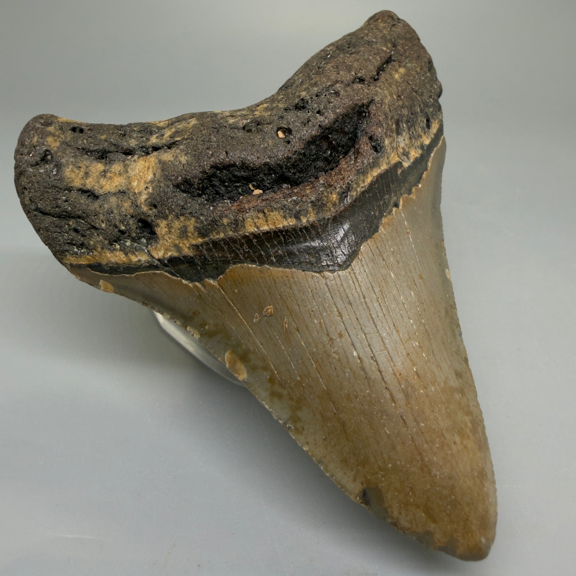 Front Left View Colorful 4.07" Authentic Megalodon Tooth – North Carolina Fossil | Carcharocles megalodon CM6225
